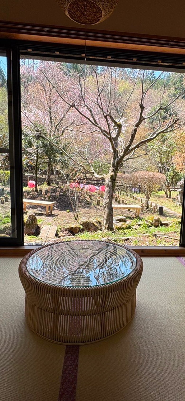 窓越しに庭園の桜を望む、畳敷きの部屋と丸い籐製のテーブル